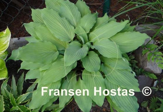 Hosta Totally Twisted